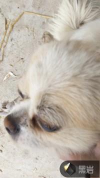 美人怨词牌格律