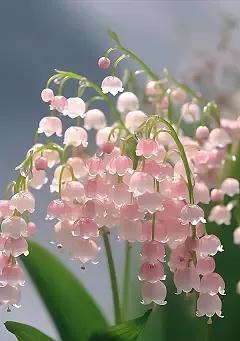 勇敢追爱的妻子后悔了吗