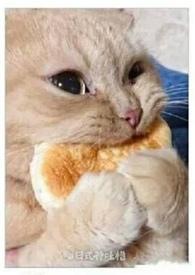 他被抓去填番外了全文阅读